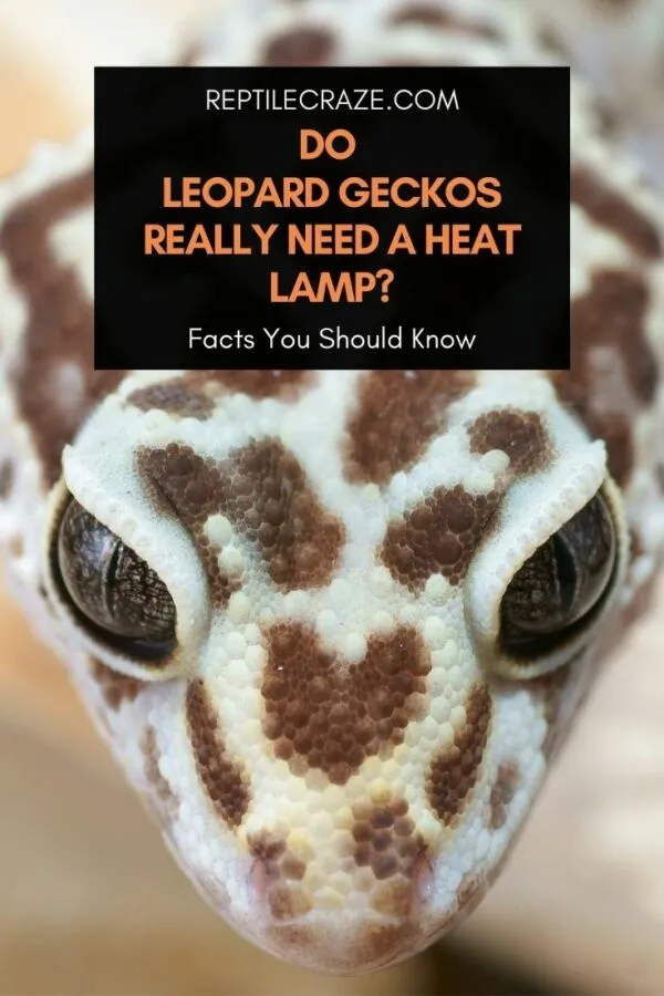 Leopard gecko best sale heat lamp