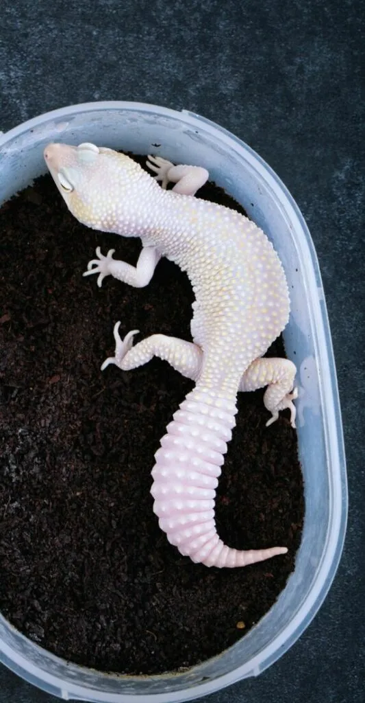 do leopard geckos eat each other?