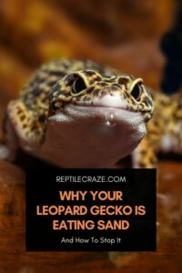 Why Your Leopard Gecko Is Eating Sand And How To Stop It - Reptile Craze