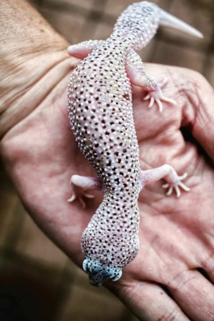 Why is my leopard gecko shaking when eating?