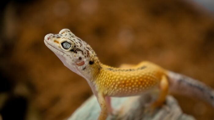 leopard gecko high water intake