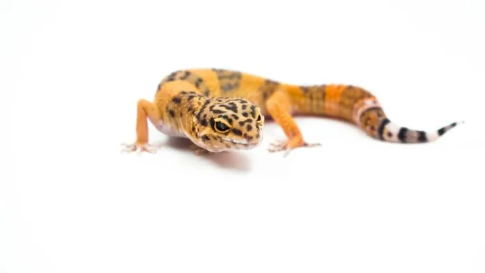 why is my leopard gecko biting its tail?