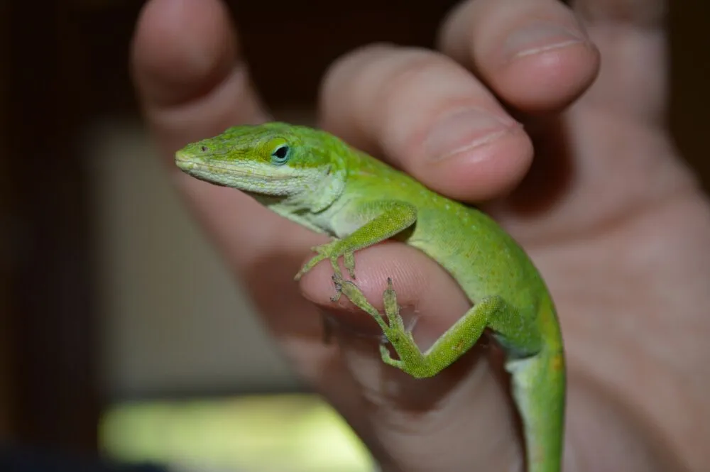 Can green anoles live in a 10-gallon tank