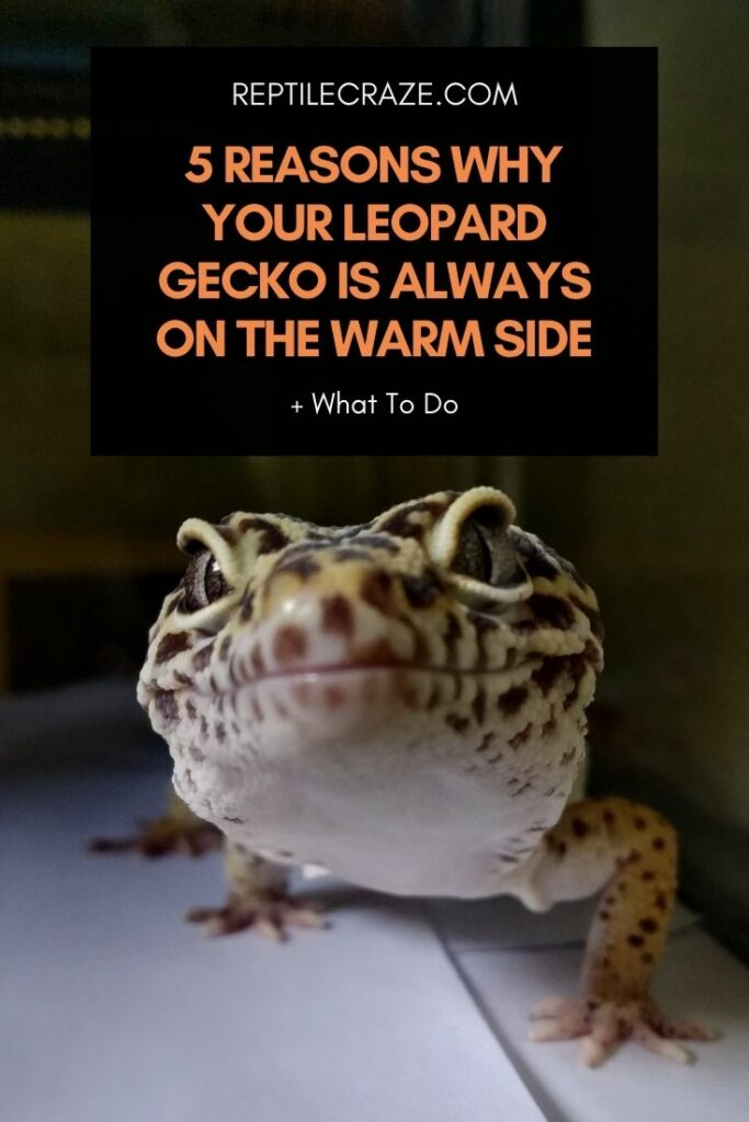 How Hot is Too Hot for Leopard Gecko 