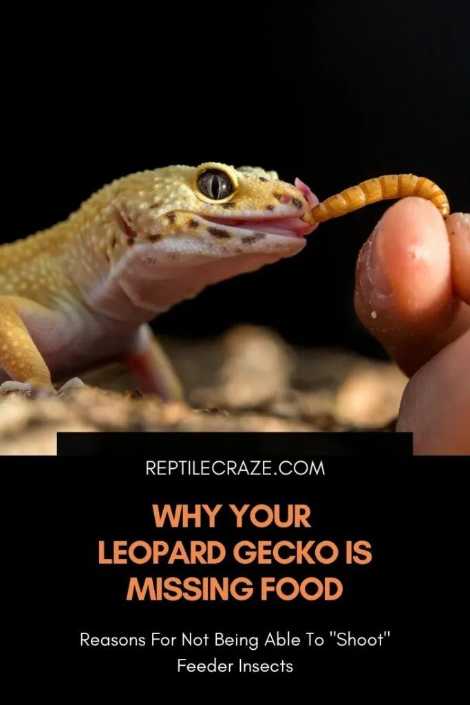 why does my leopard gecko keep missing its food?