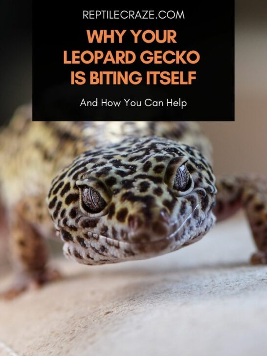 Are Leopard Geckos Cannibals? How To Prevent It – Reptile Craze