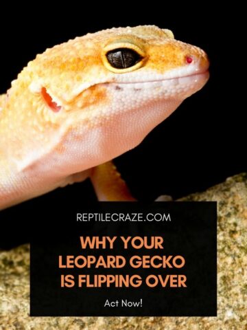 Why Leopard Geckos Eat Moss + How To Stop It – Reptile Craze