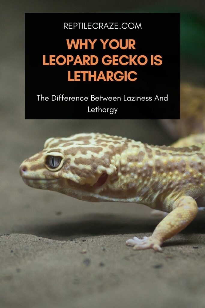 Why is my leopard gecko lethargic