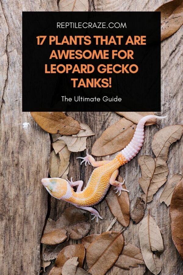 Are Air Plants Safe for Leopard Geckos 