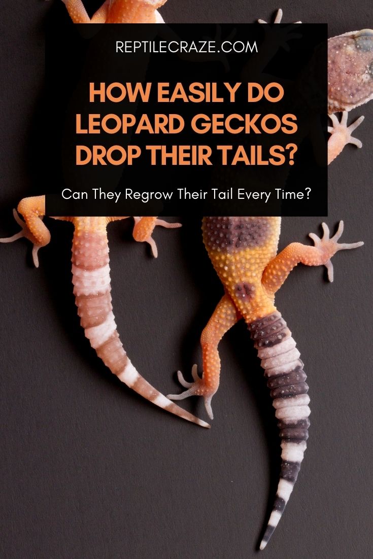 How easily do leopard geckos drop their tails?