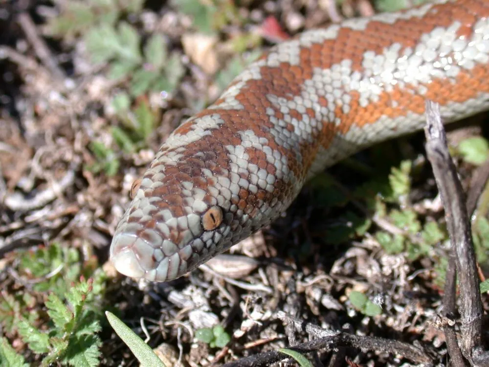 can rosy boas live in a 10 gallon tank