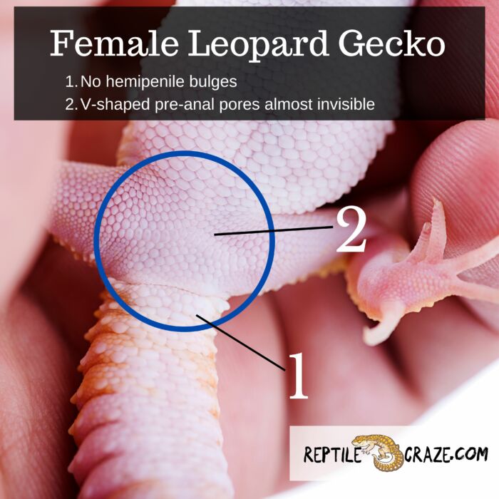 sexing leopard geckos. 