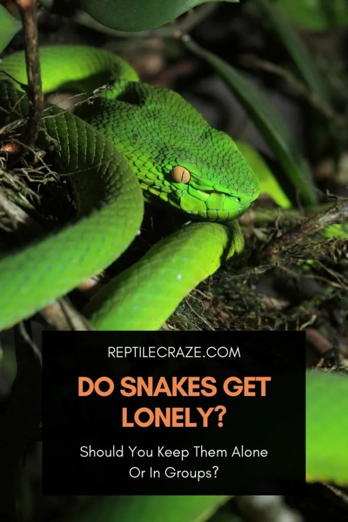 Do snakes get lonely?