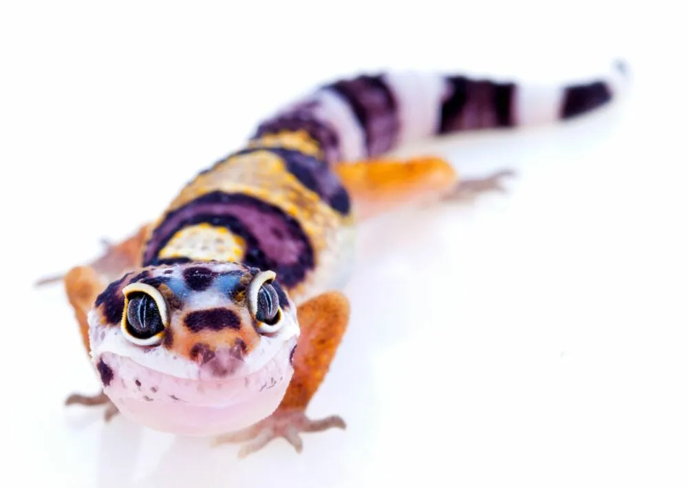 leopard gecko death roll