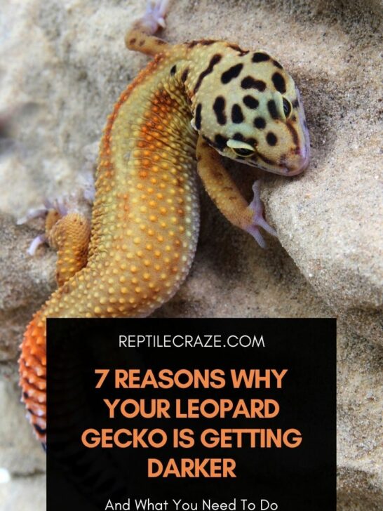 17 Plants That Are Awesome For Leopard Gecko Tanks – Reptile Craze