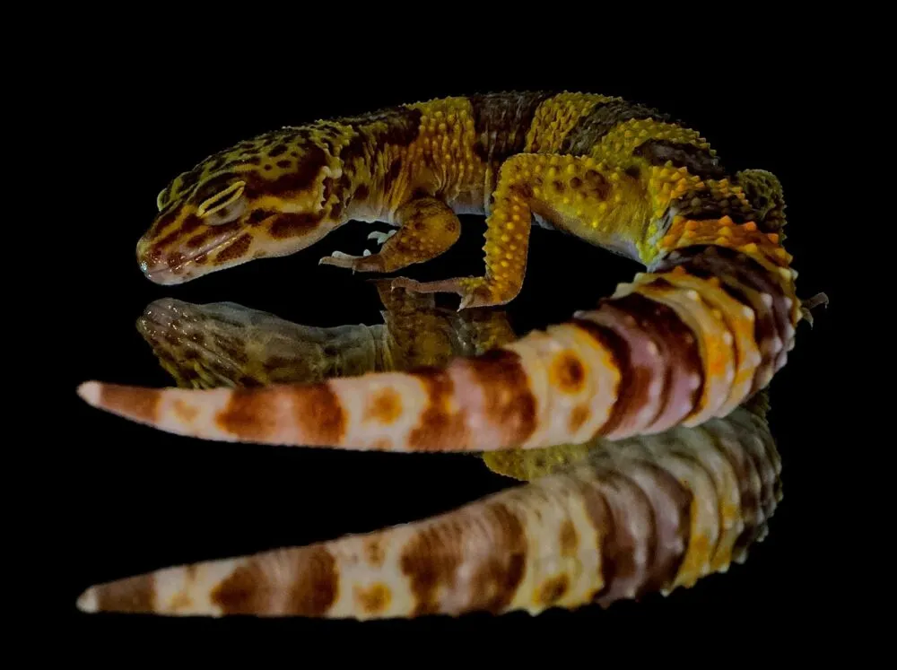 do leopard geckos need a basking spot