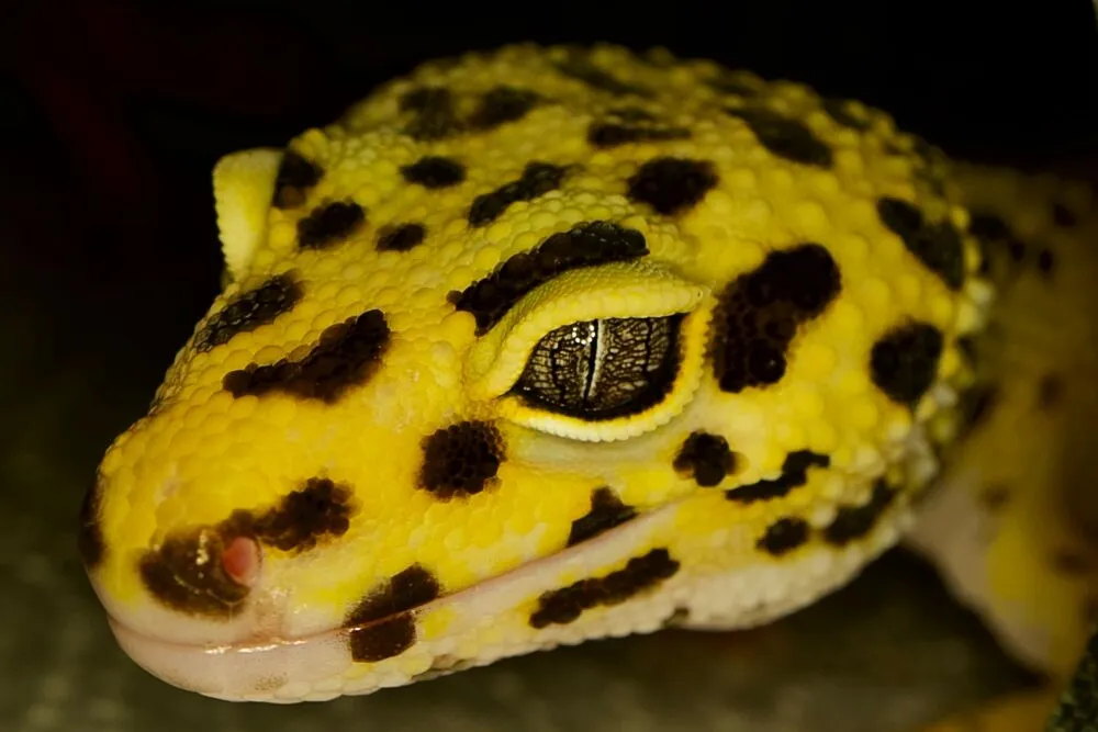 why is my leopard gecko clicking