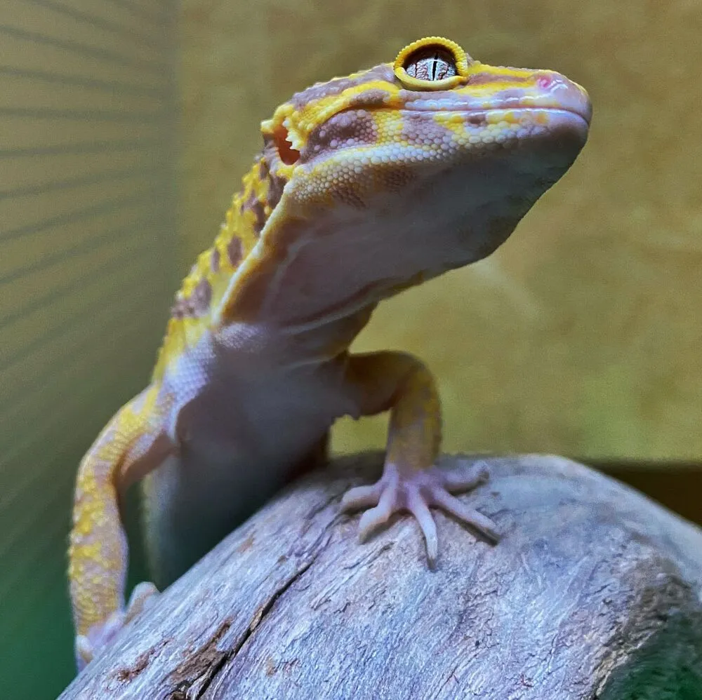 why is my leopard gecko making a clicking noise