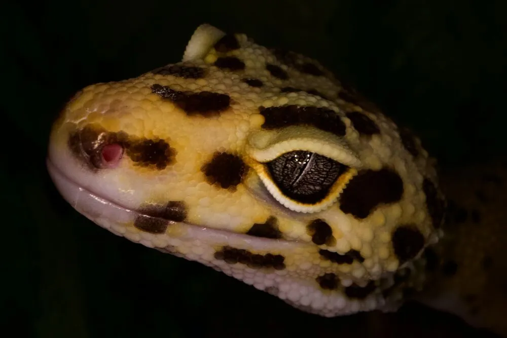 leopard gecko glass surfing behavior