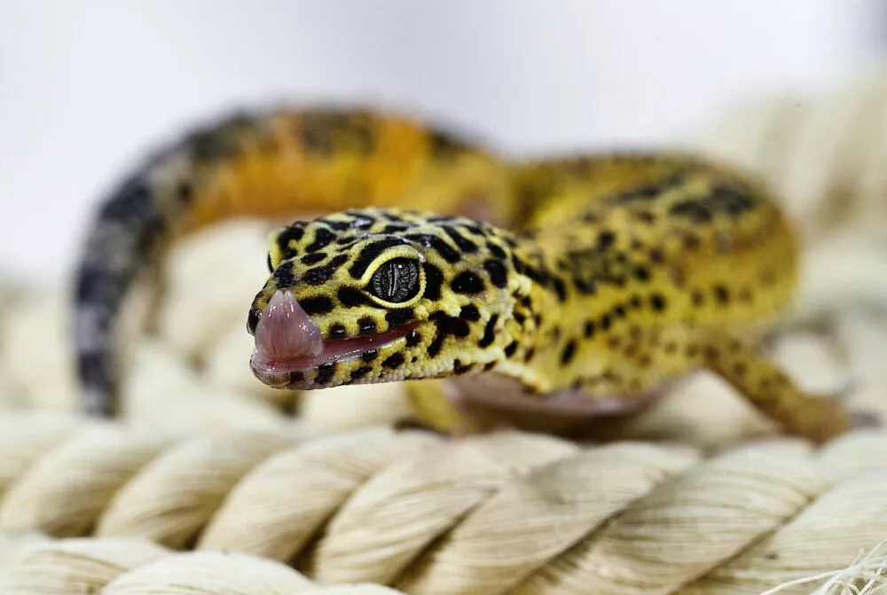 leopard gecko licking its mouth