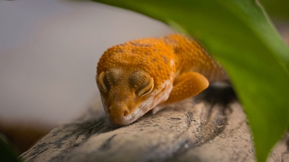 leopard gecko lethargy