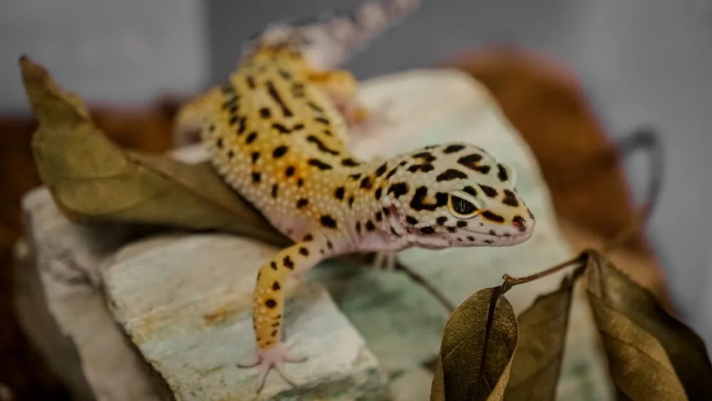 Why does my leopard gecko never leave the warm side?