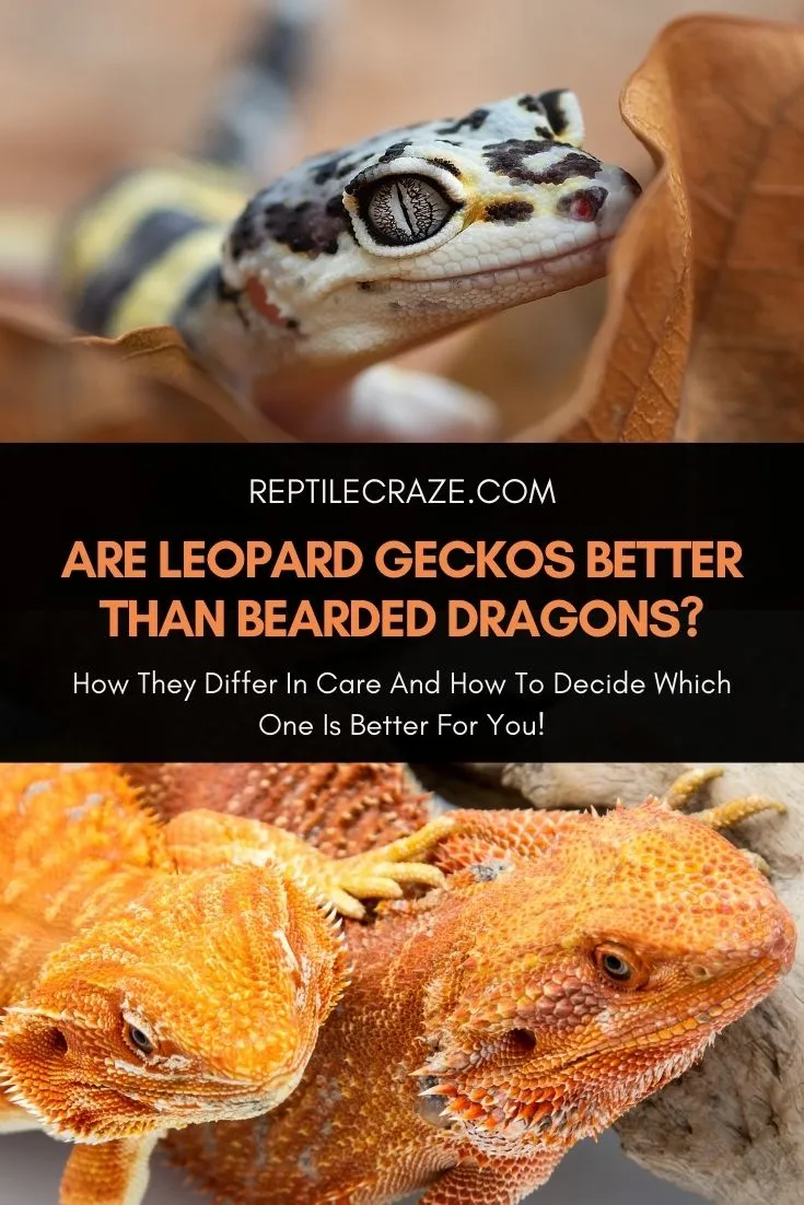 The Bearded Dragon's Diet: What Can They Eat?, Falls Road Animal Hospital