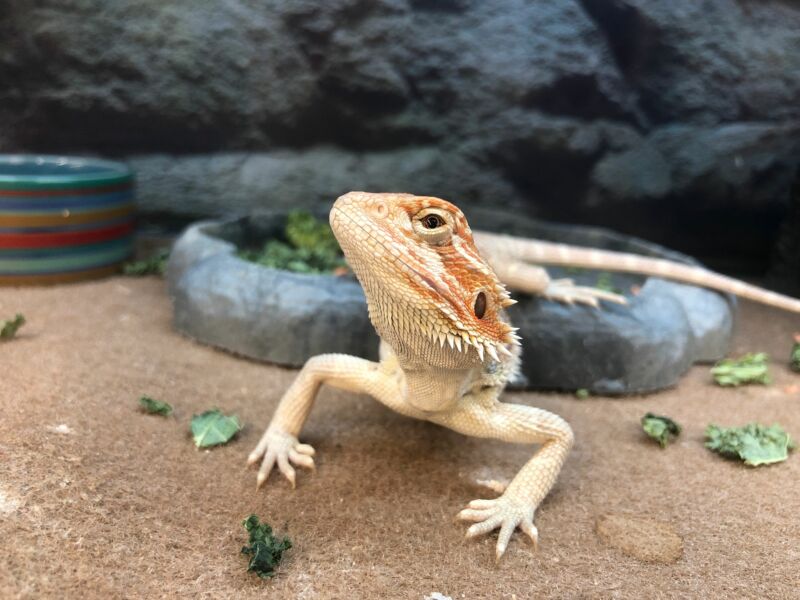 bearded dragon vs leopard gecko