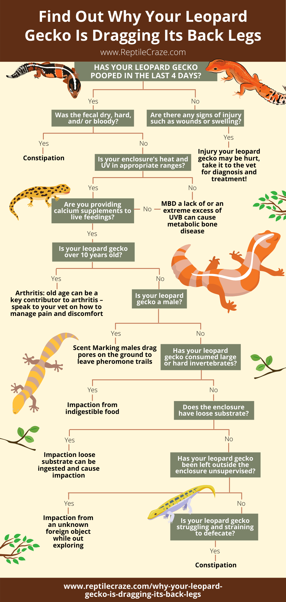 why is my leopard gecko not using its back legs?