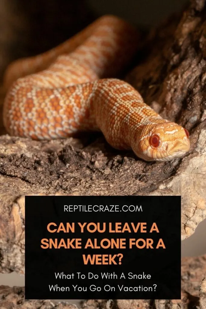 Can you leave a snake alone for a week?