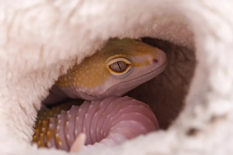 what's the difference between a bearded dragon and a leopard gecko?