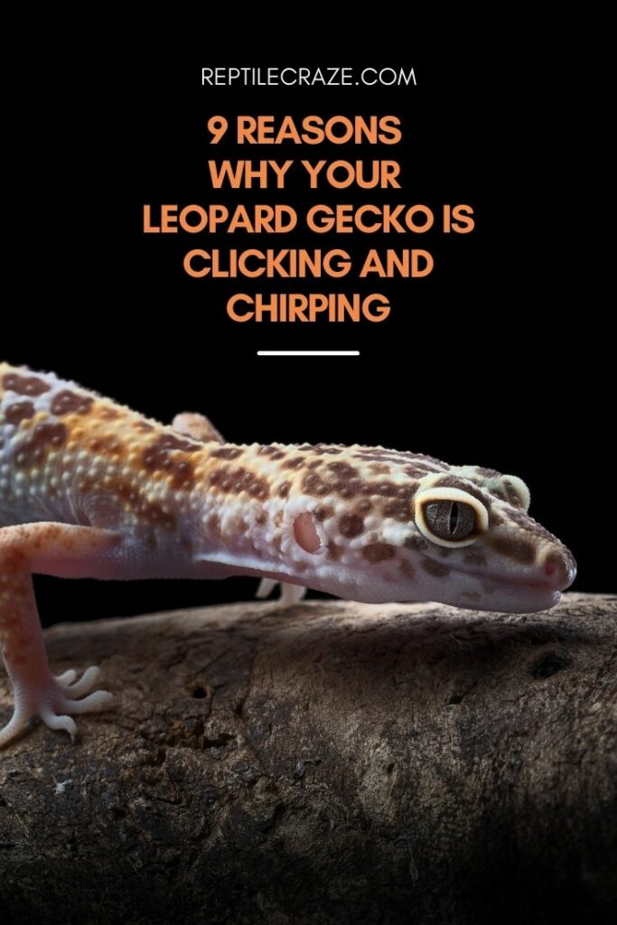 why is my leopard gecko chirping