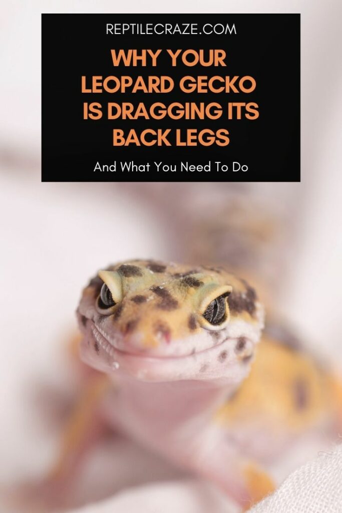 why is my leopard gecko dragging its back legs