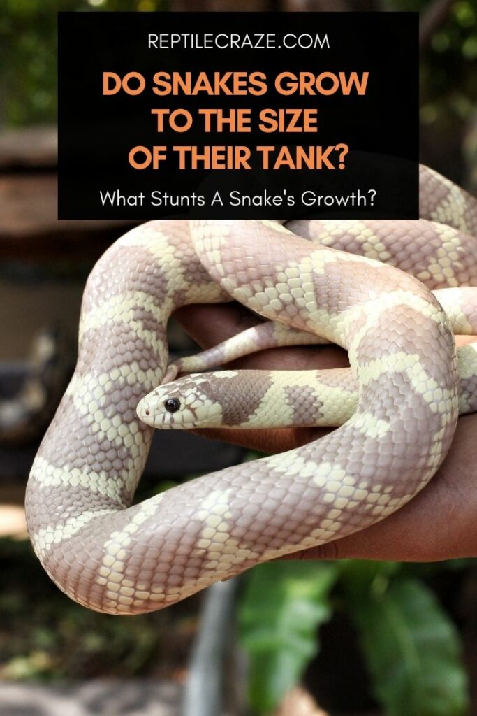 do snakes outgrow their tanks?