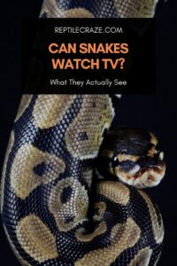 Can Snakes Watch TV? What They Actually See - Reptile Craze