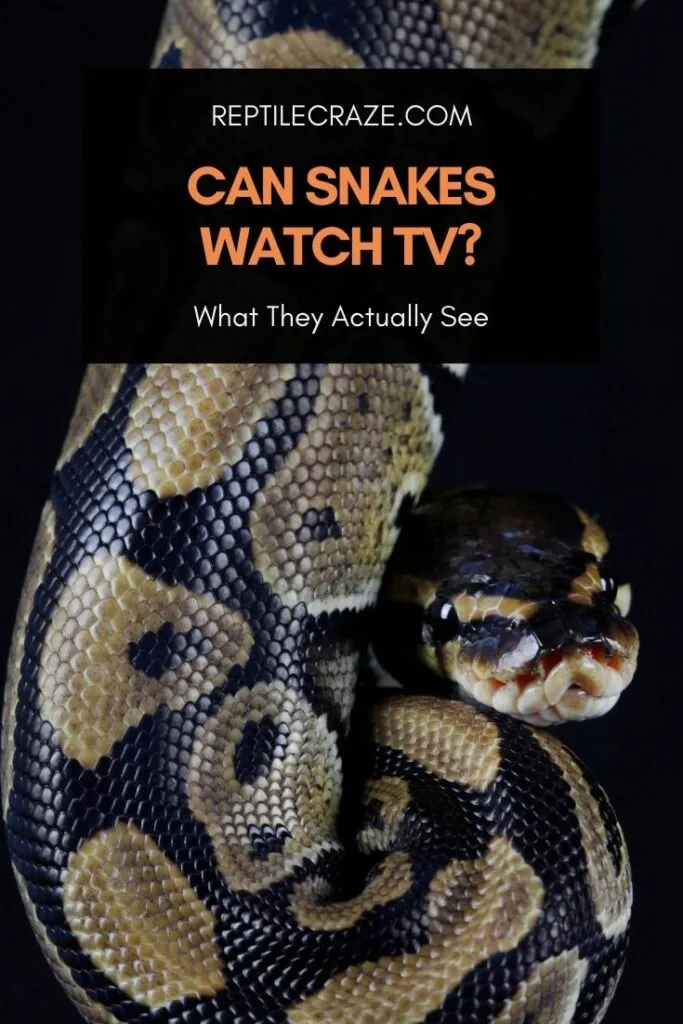 can snakes watch TV