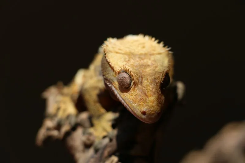 are crested geckos active at night