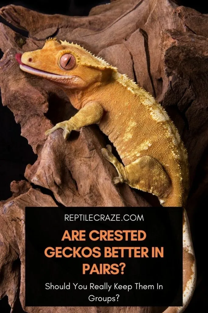 are crested geckos better in pairs?