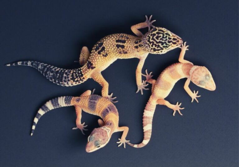 Pros And Cons Of Owning Leopard Geckos vs Crested Geckos - Reptile Craze