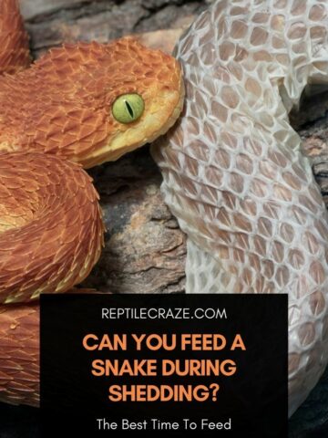 How To Tell That Your Snake Is Hungry – Reptile Craze