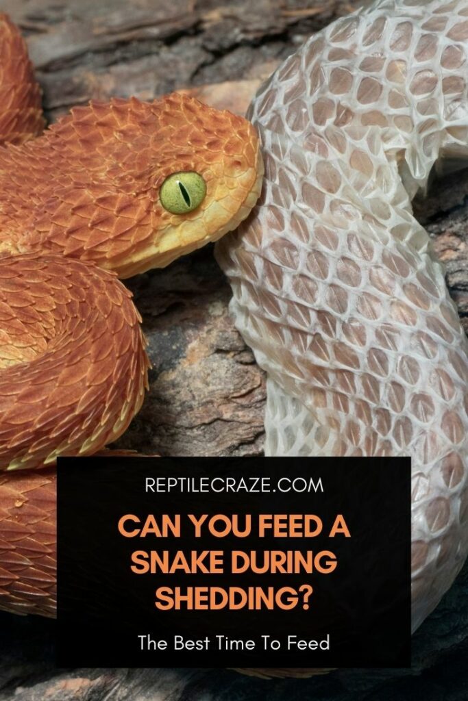 Can you feed a snake while it is shedding