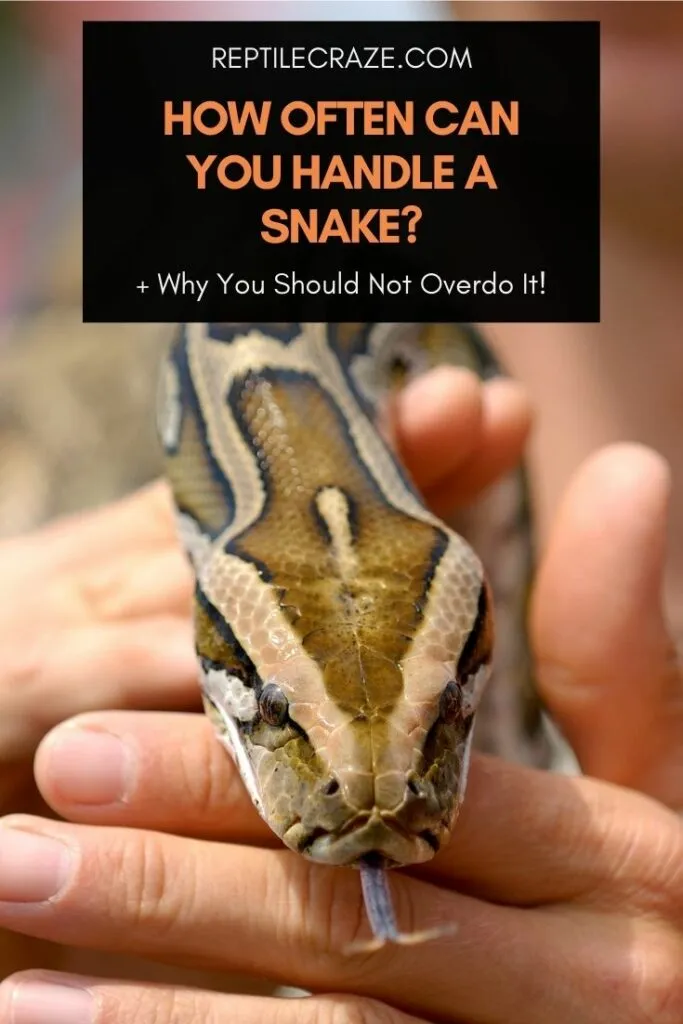 How often can you handle a snake