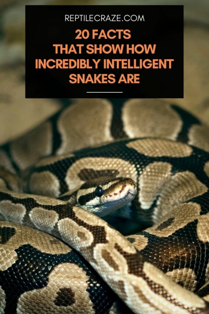 20 Facts That Show How Incredibly Intelligent Snakes Are! picture picture