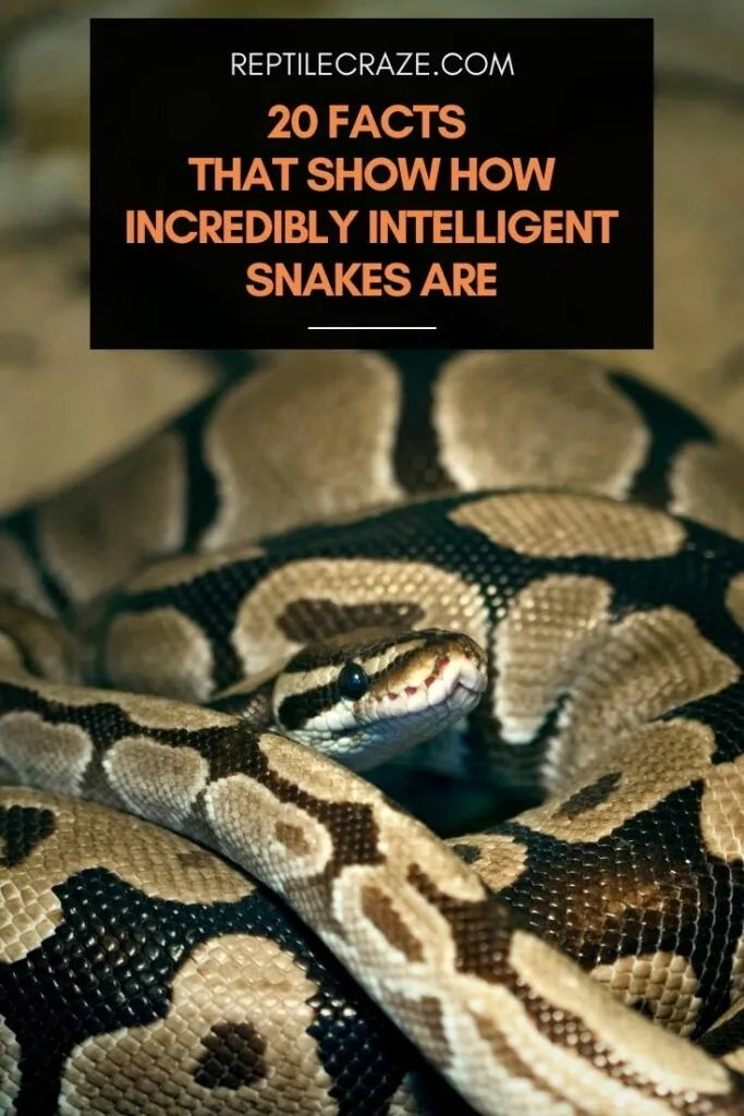 are snakes intelligent
