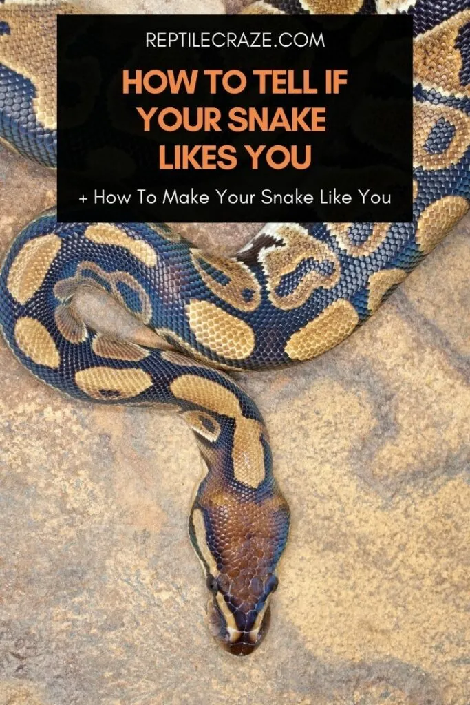 how to tell if my snake likes me