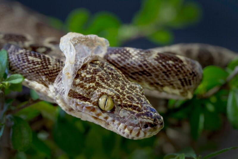 when can you feed a snake after shedding