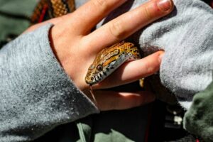 Do Snakes Cuddle? What You Should Not Expect – Reptile Craze