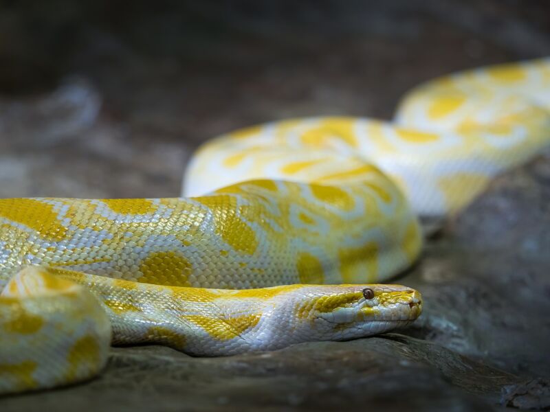 Can you let a snake roam your room?