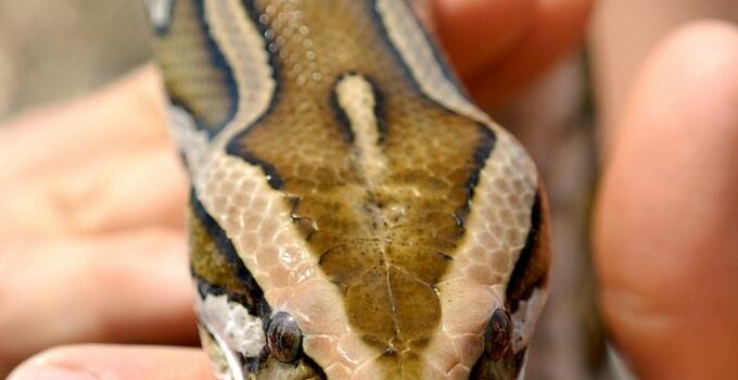 Snakes – Reptile Craze