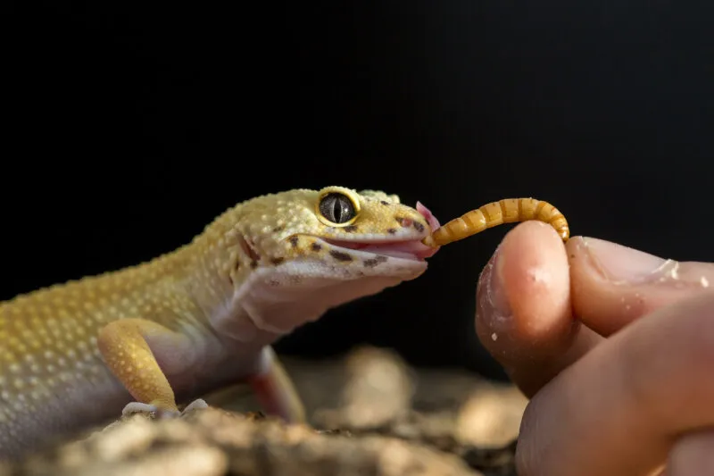 Are mealworms hard for leopard geckos to digest?